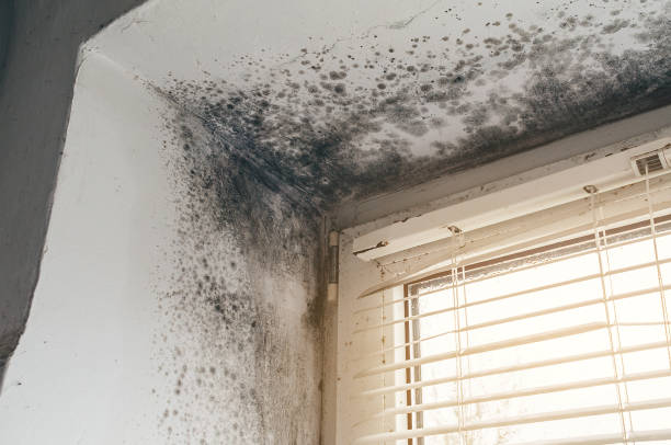 Affordable Hvac And Air Duct Mold Remediation solutions in Halifax, VA